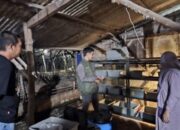 Manfaatkan IoT dalam Budi Daya Maggot, Mahasiswa UNAIR Lolos Pendanaan P2MW