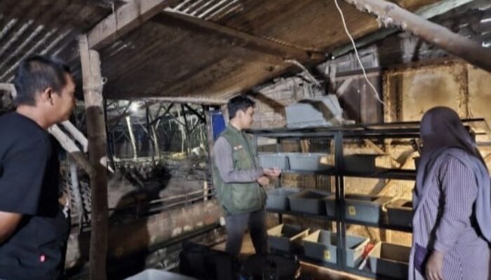 Manfaatkan IoT dalam Budi Daya Maggot, Mahasiswa UNAIR Lolos Pendanaan P2MW