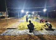 Tembakau Madura Tertekan Cuaca, Harga dan Mutu Menurun