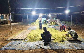 Tembakau Madura Tertekan Cuaca, Harga dan Mutu Menurun