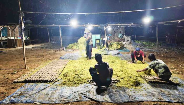 Tembakau Madura Tertekan Cuaca, Harga dan Mutu Menurun